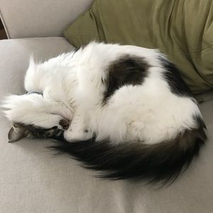 Meet your Posher, Isabella